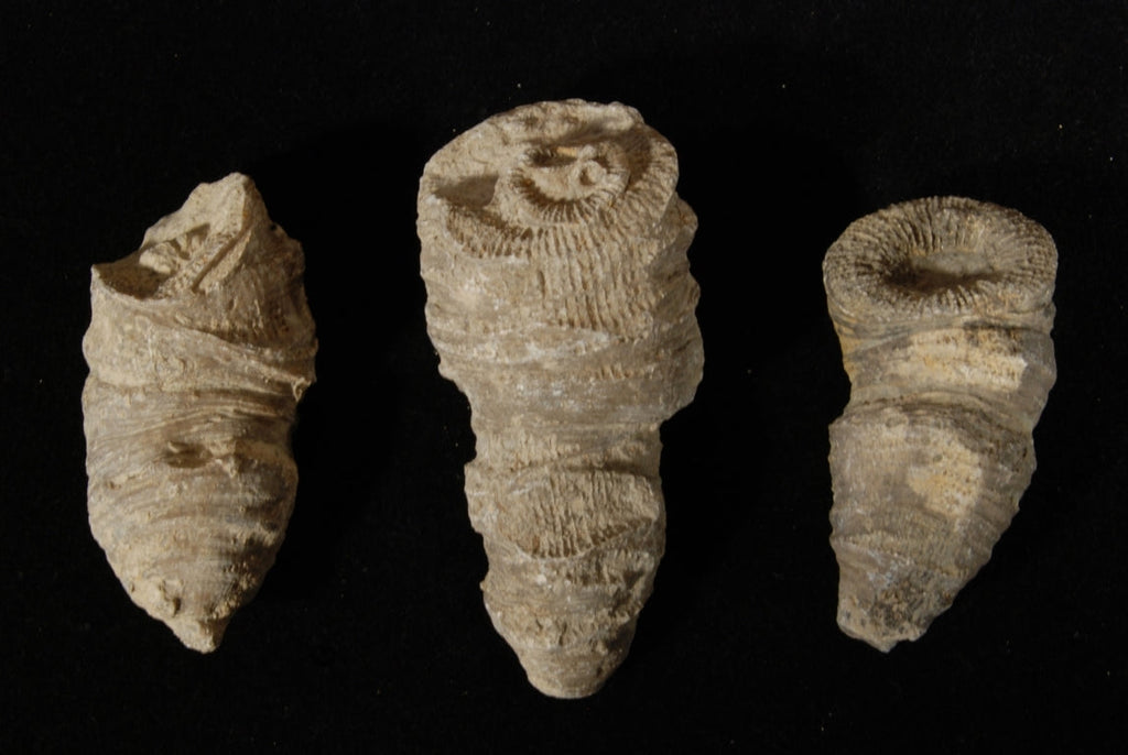 horn coral